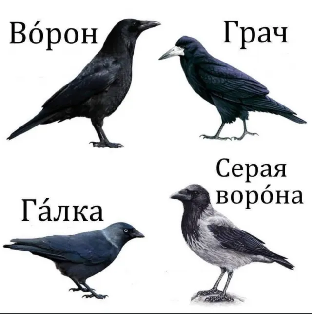 Интерьер ресторана Галки